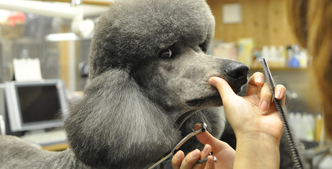 ドッグガーデン オリーブ