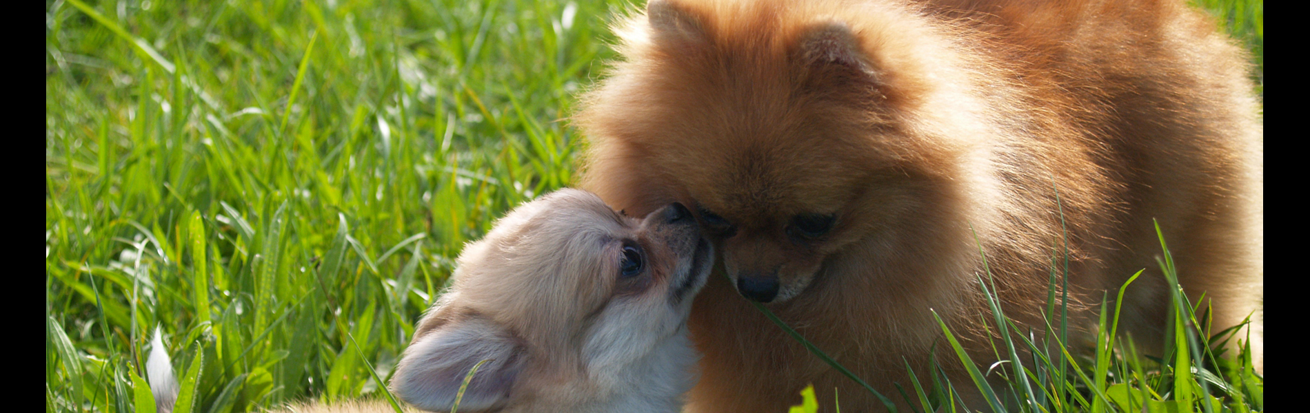 ペットハウスパウ