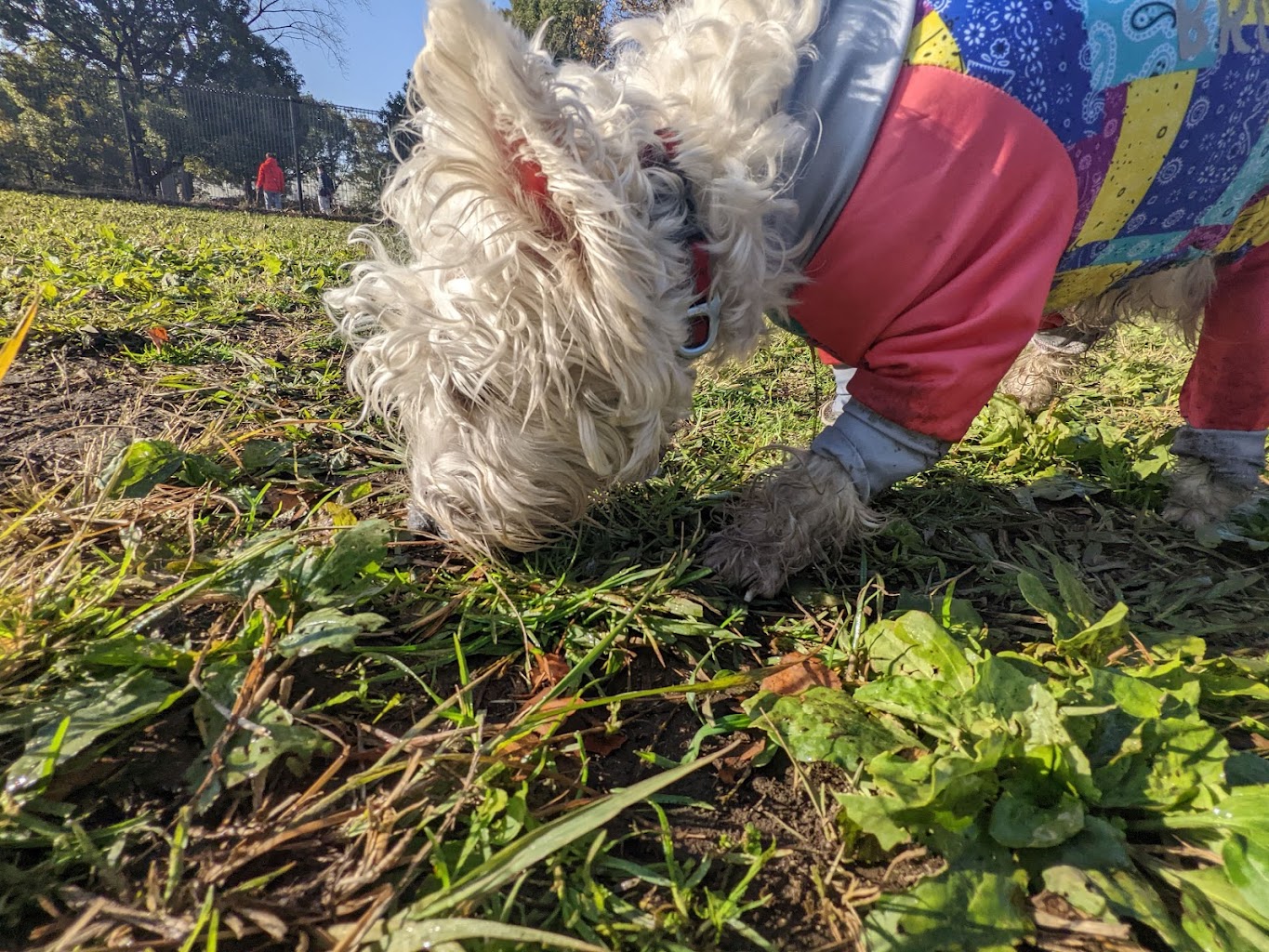 大井ふ頭中央海浜公園 しおさいドッグラン