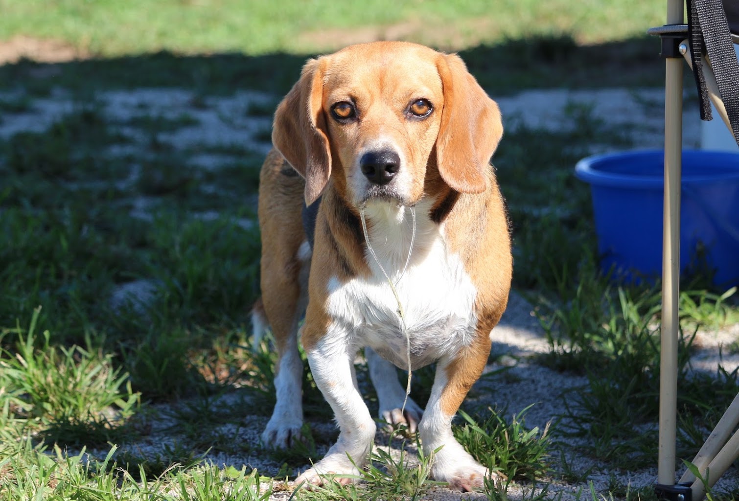 オージードッグパーク