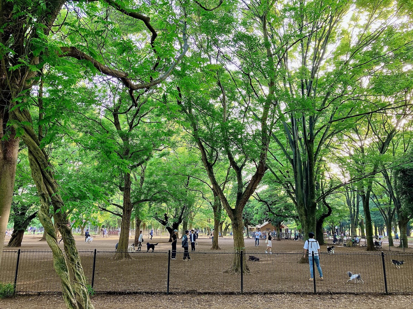 代々木公園ドッグラン