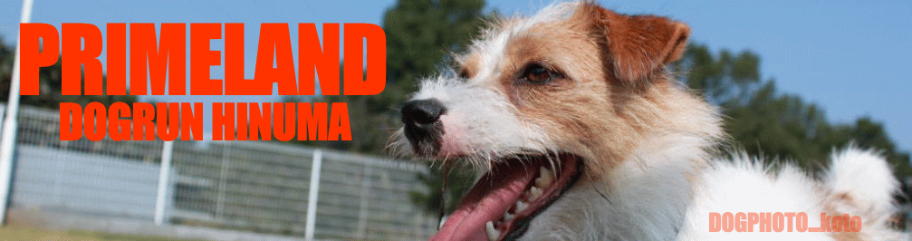 ドッグランひぬま