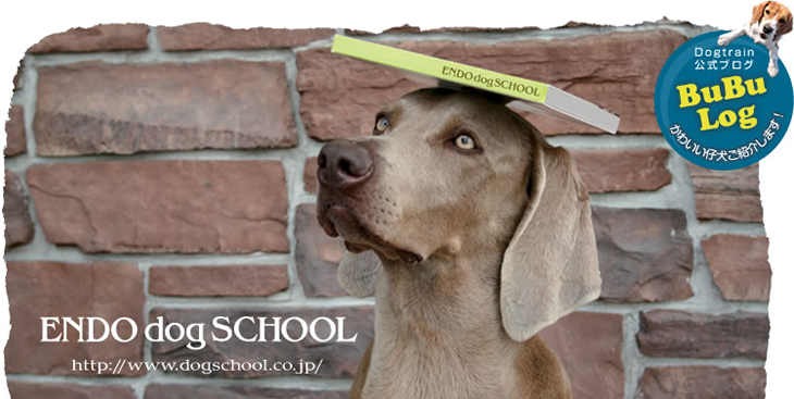 ドッグカフェブブズポー