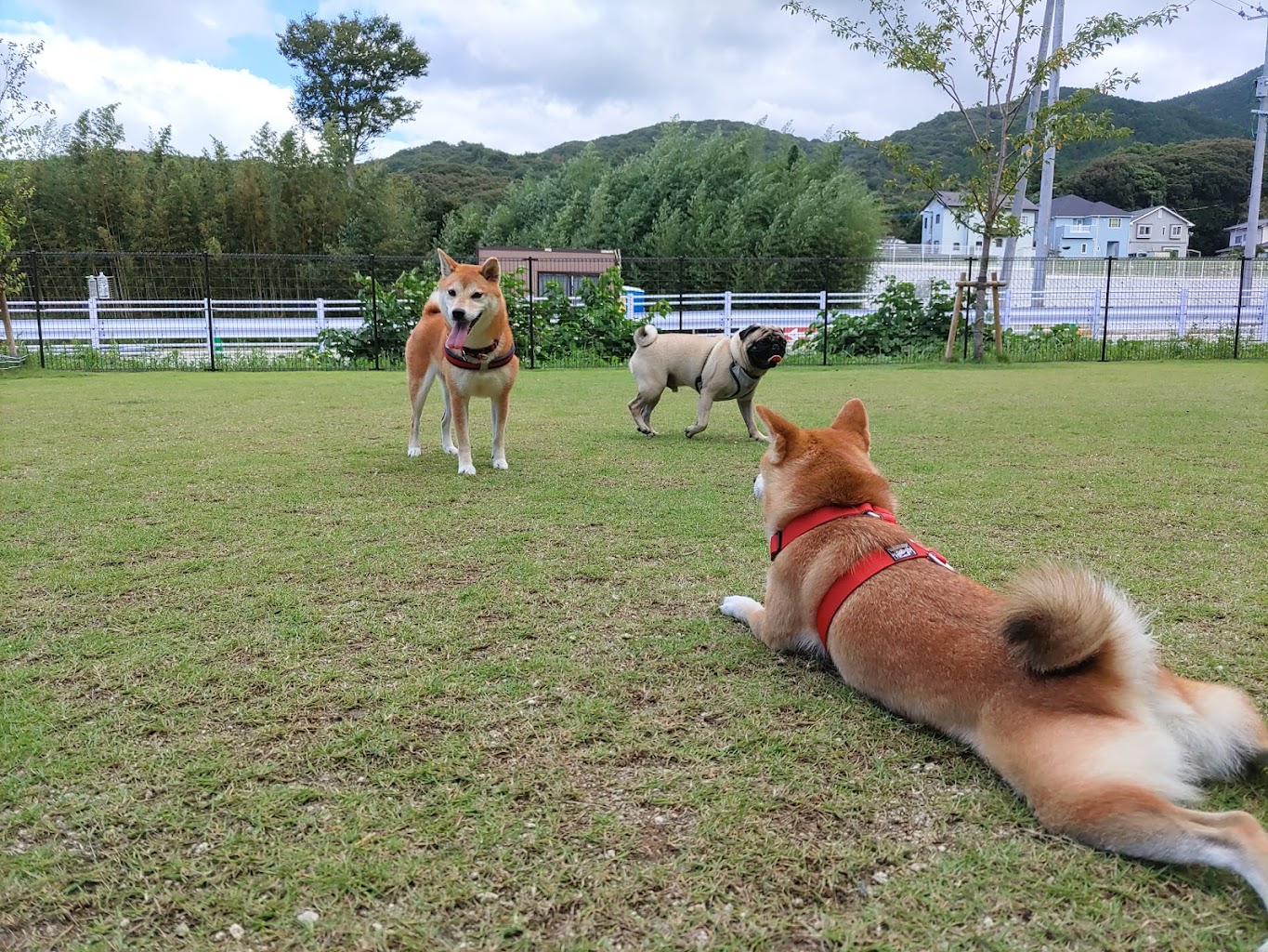 ドッグラン パークサイドフラップ