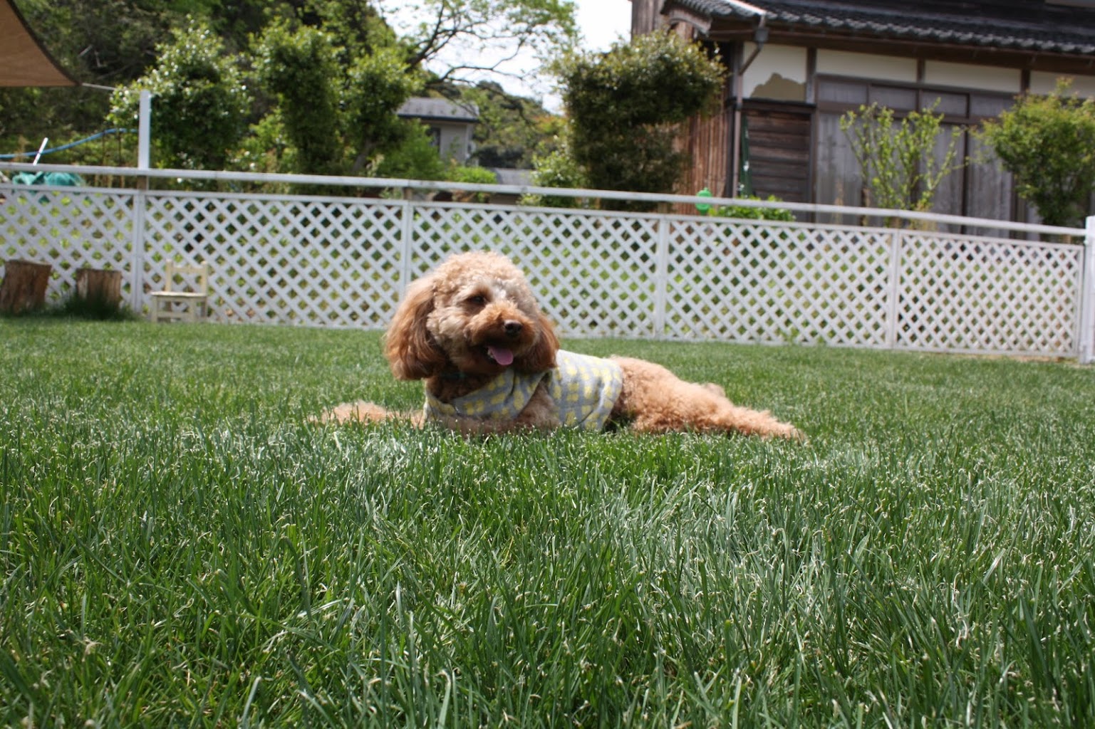 ワンちゃんの民宿　バロン