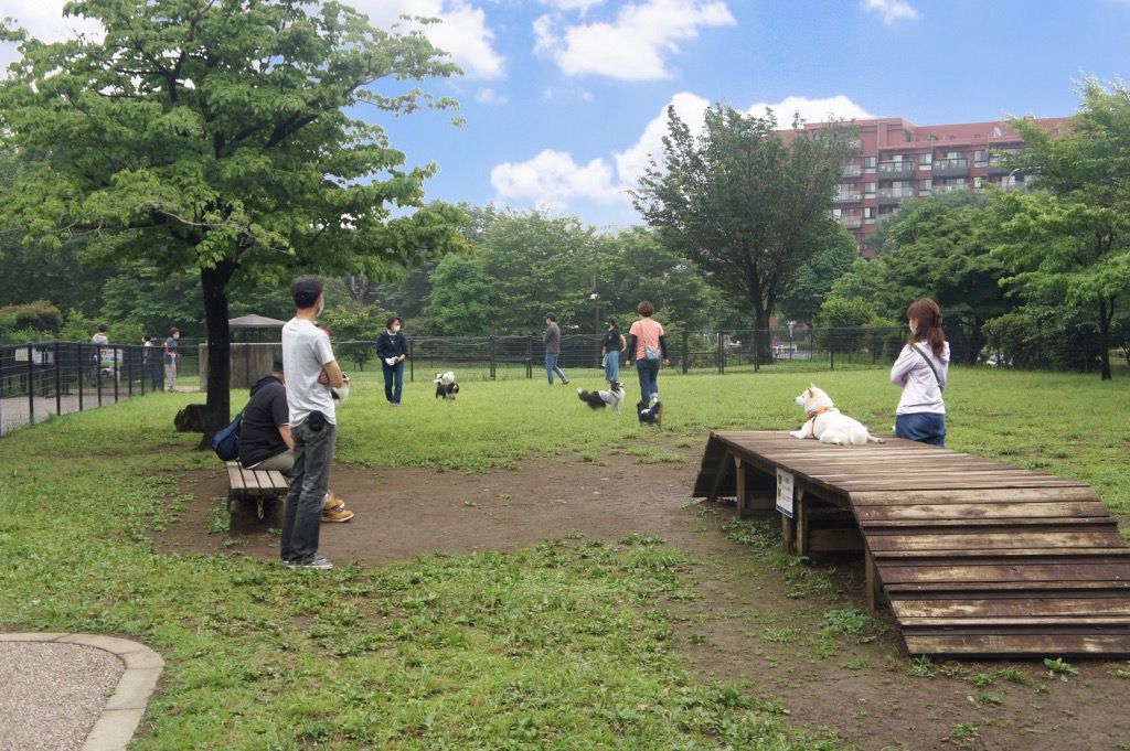 国営昭和記念公園ドッグラン