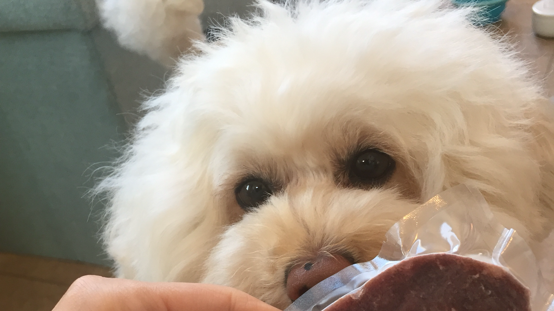 ドッグサロンアプリコット