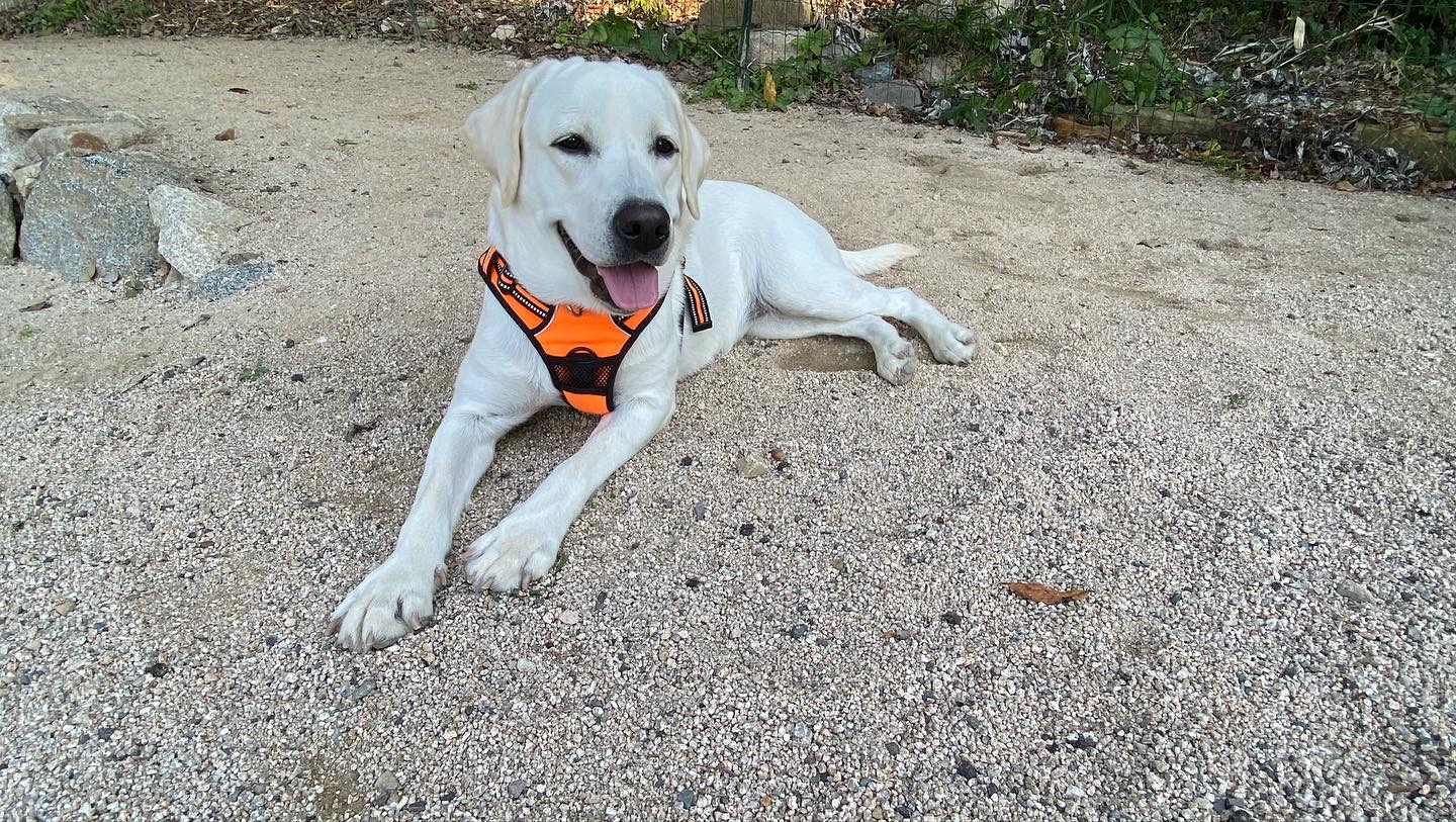 厳木ドッグラン