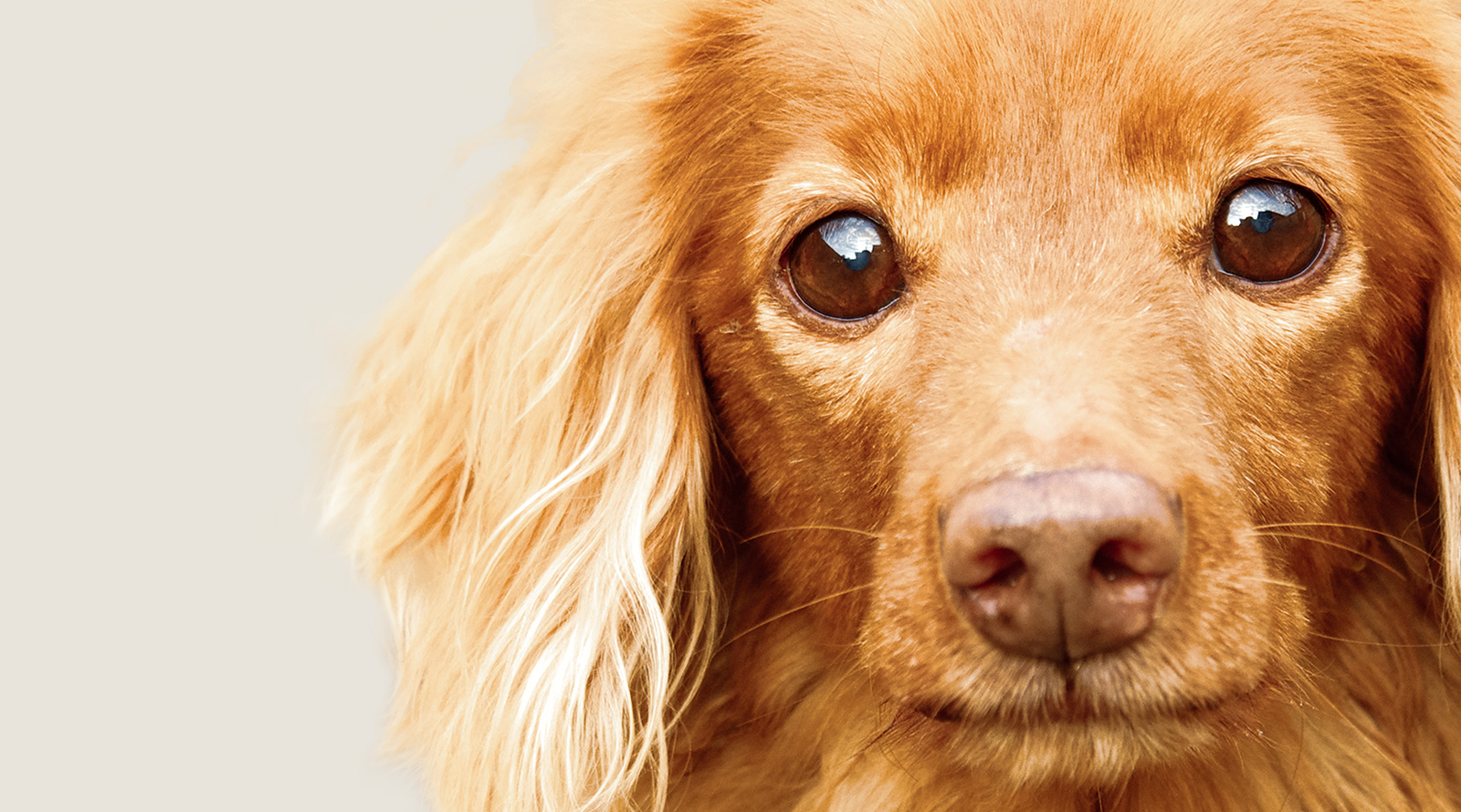 エル カリーニョ