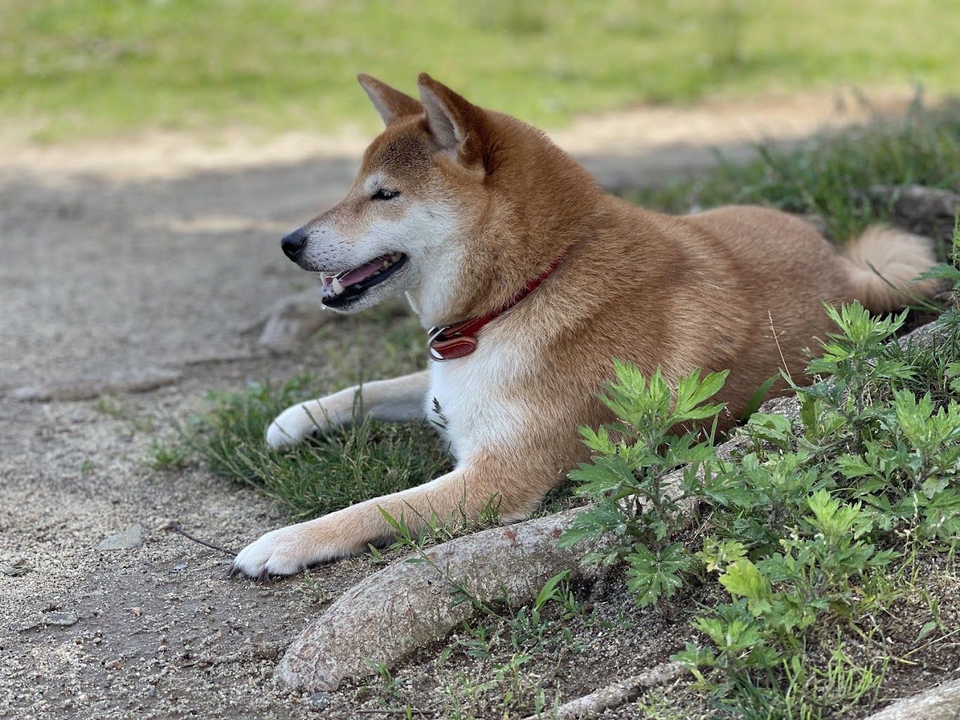 中野市豊田赤坂農村公園 ドッグラン