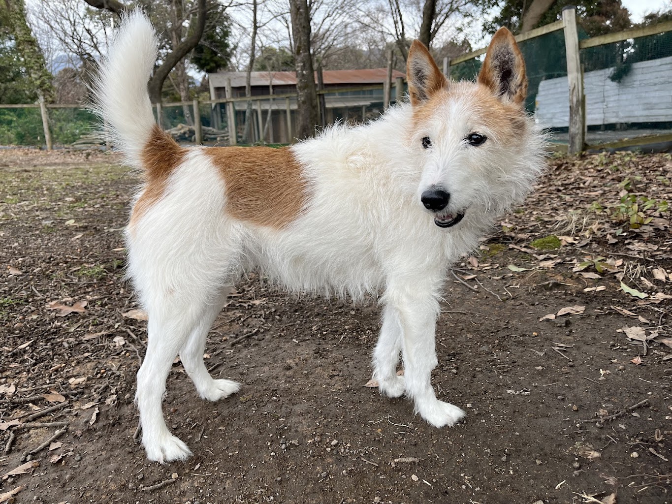 森の国 ドッグラン