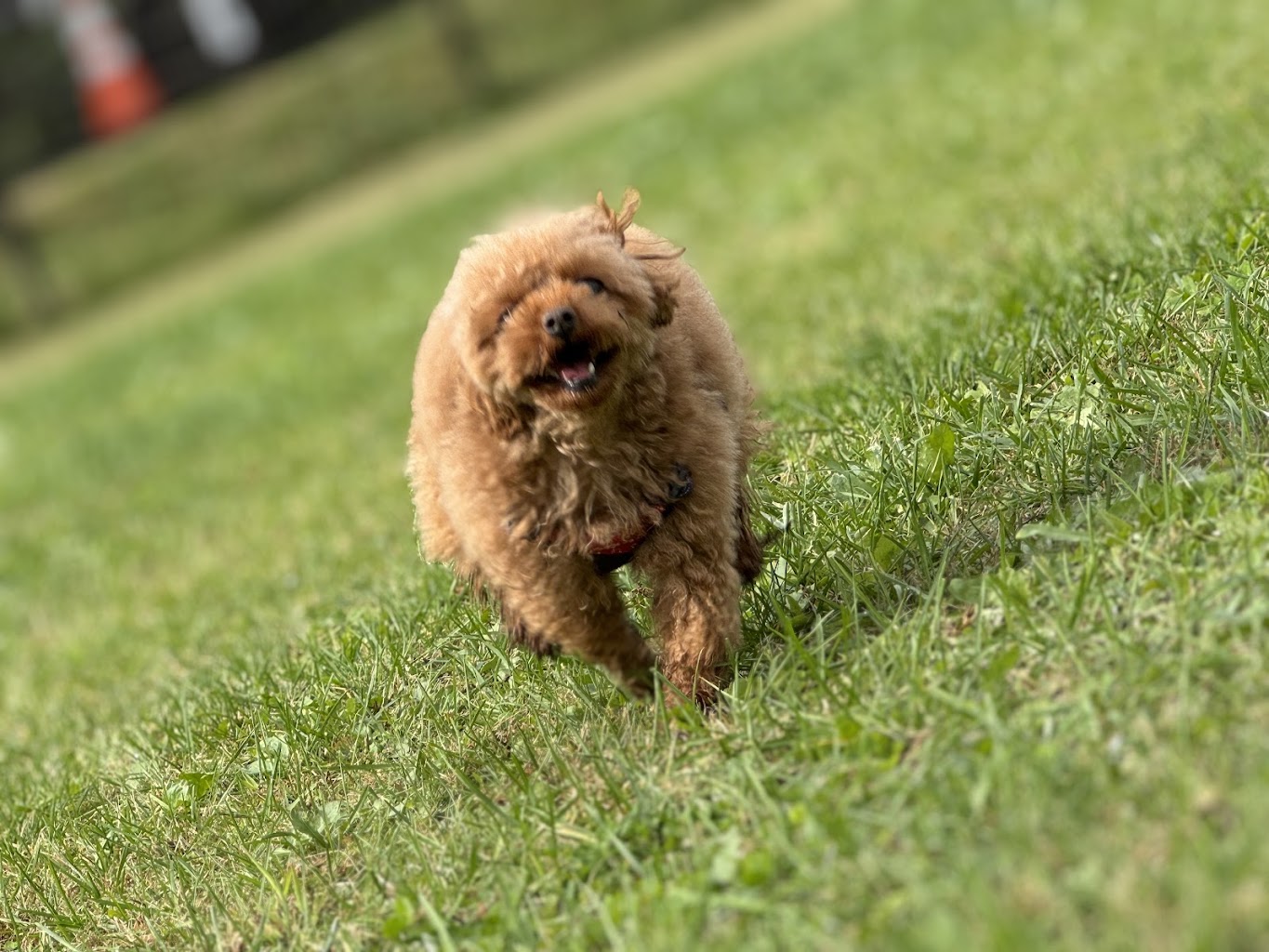 ドッグラン＆カフェ ビクトリー