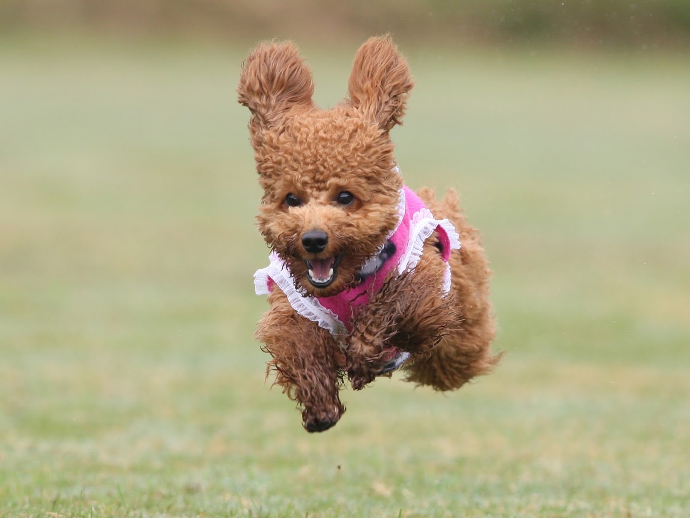 南あわじドッグラン・飛行犬撮影所