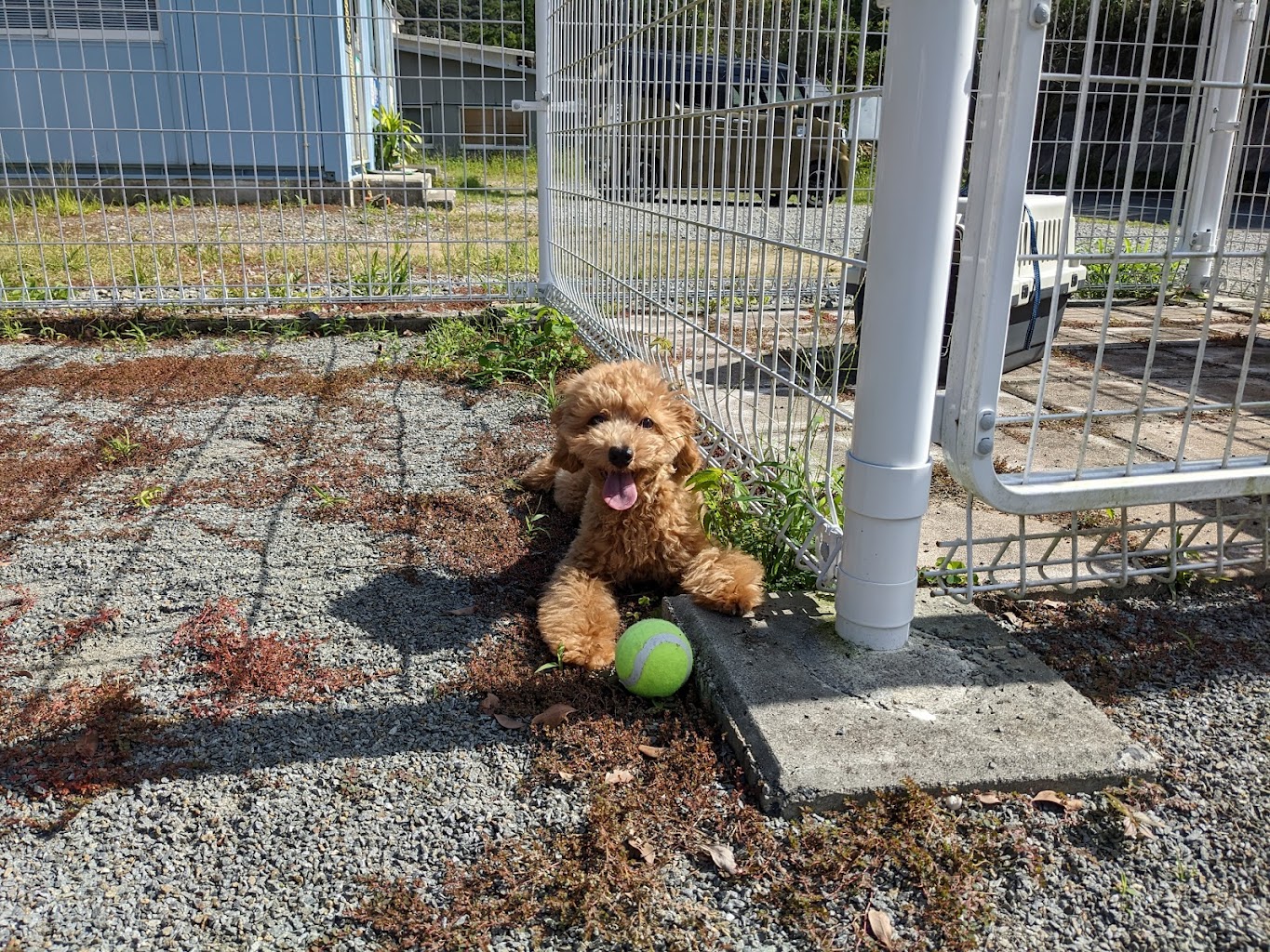 奄美いんまや動物病院