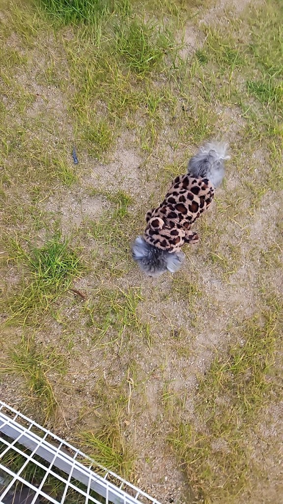 ドッグラン ネモ