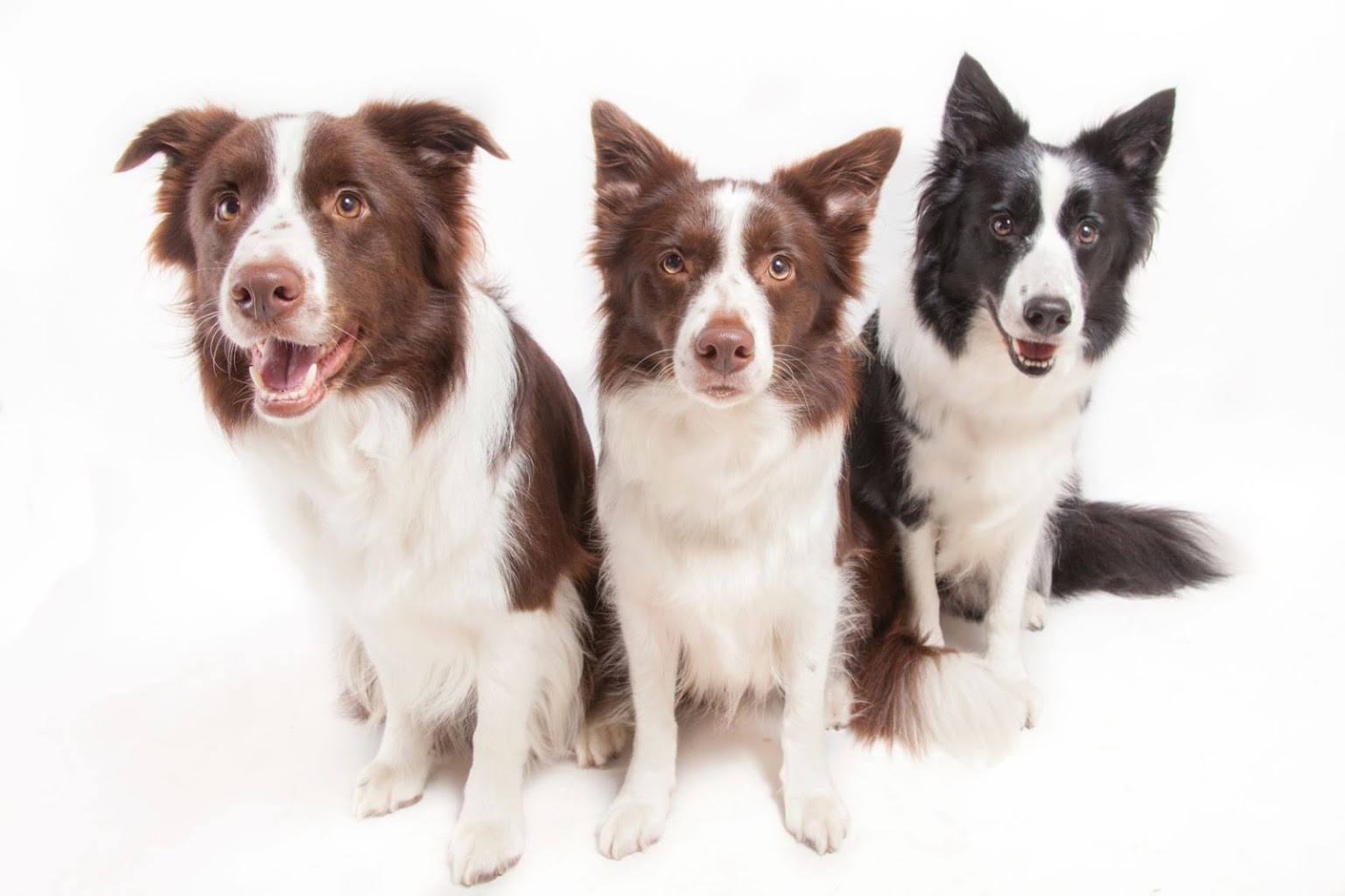 ルーモドッグスクール