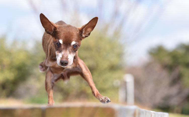 大沢ドッグトレーニング