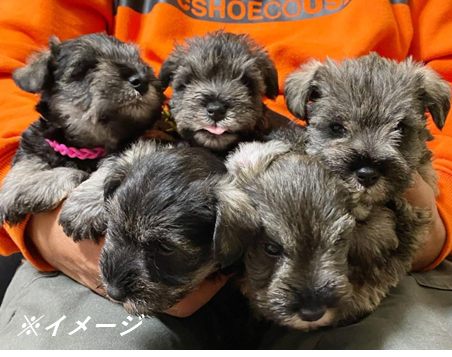 ドッグフレンドメロディ那須店