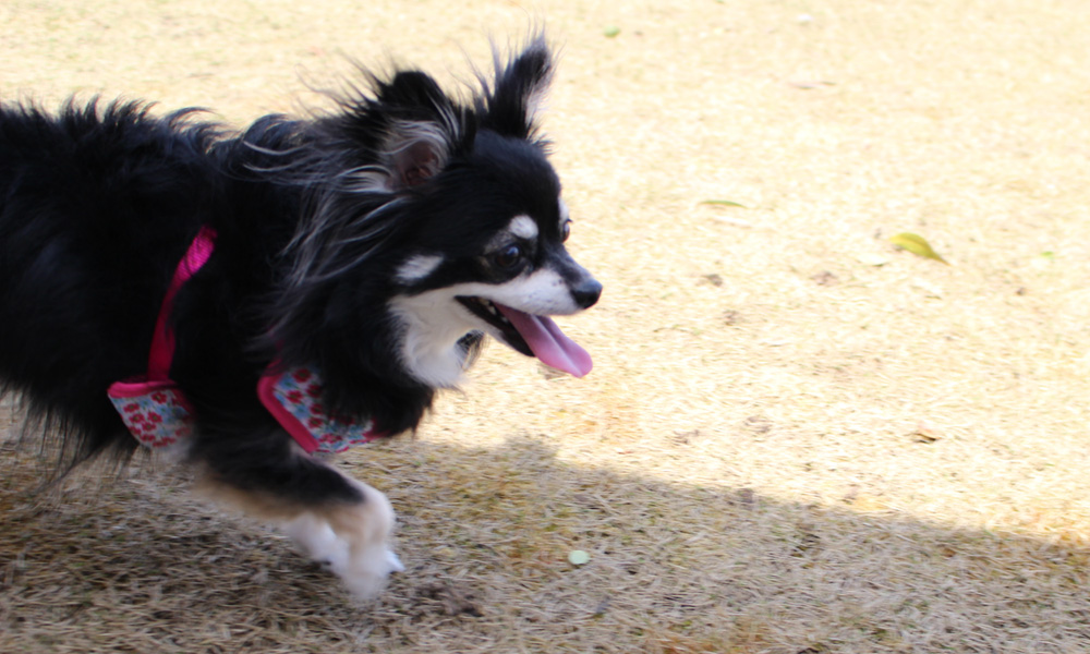 ＤＯＧ Ｐａｒｋ 福光