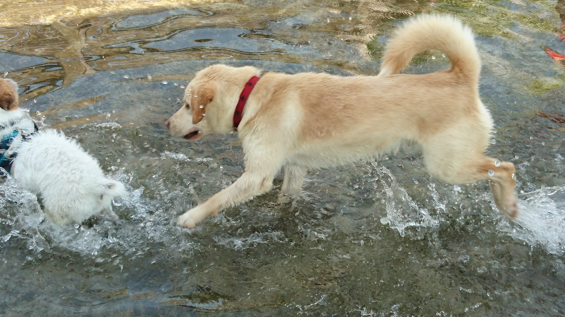 309美原ドッグラン