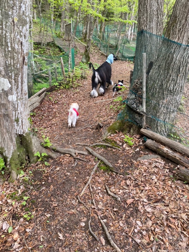 里山ドッグランサム