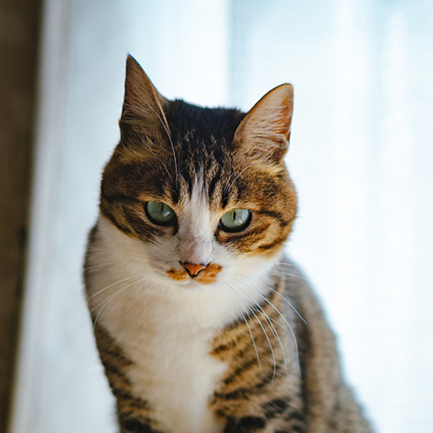 アニマル・レスト・ガーデン和歌山