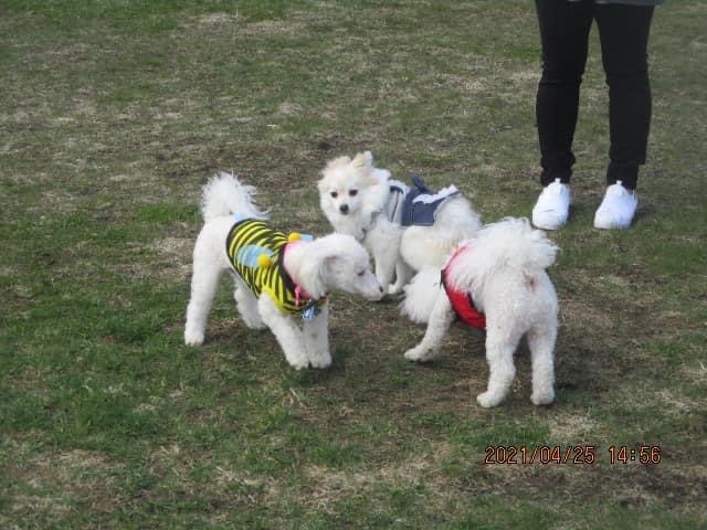 犬の公園