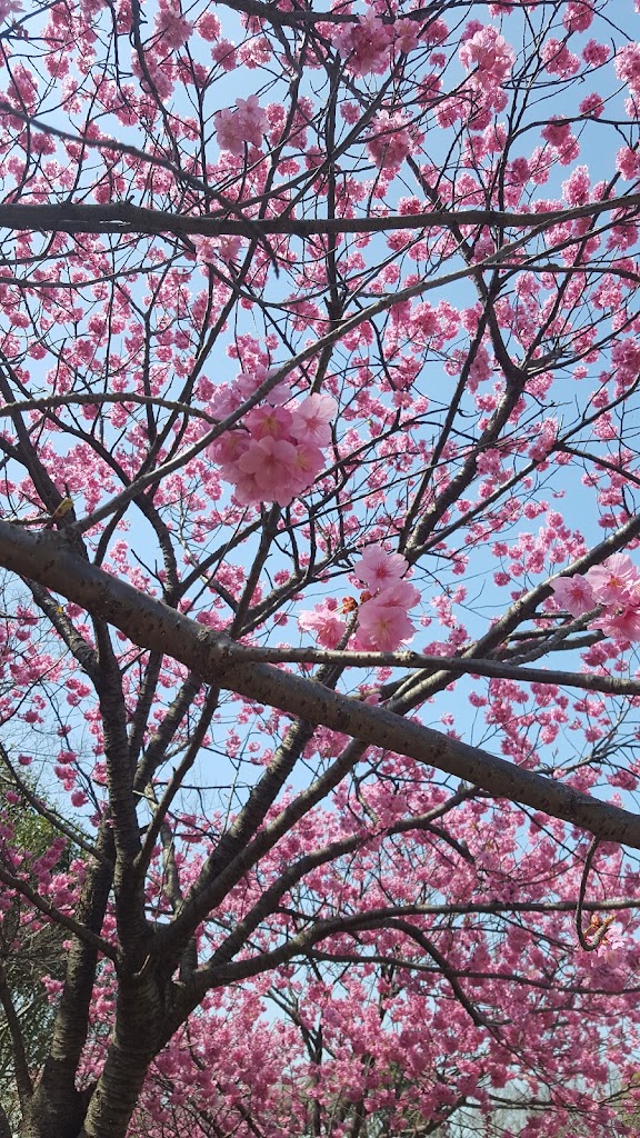本牧山頂公園ドッグラン