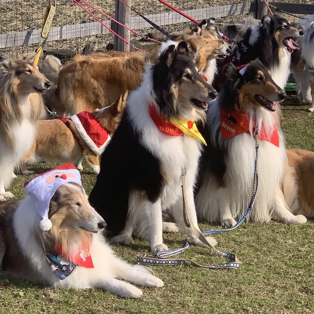 ドッグパーク幸手