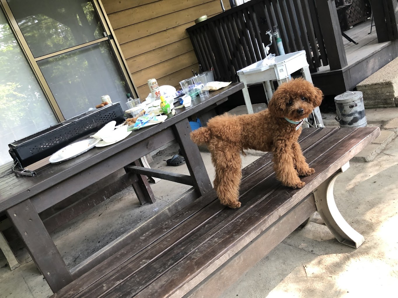 わんわんガーデン