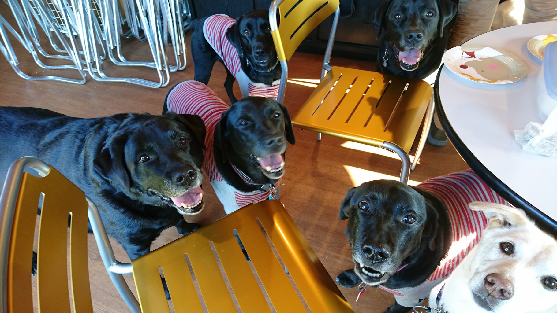 ドッグスガーデンレトリーバー