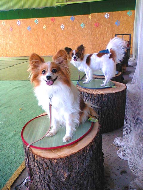 ﾄﾞｯｸﾞﾗﾝあつまりん（あさおか動物病院）