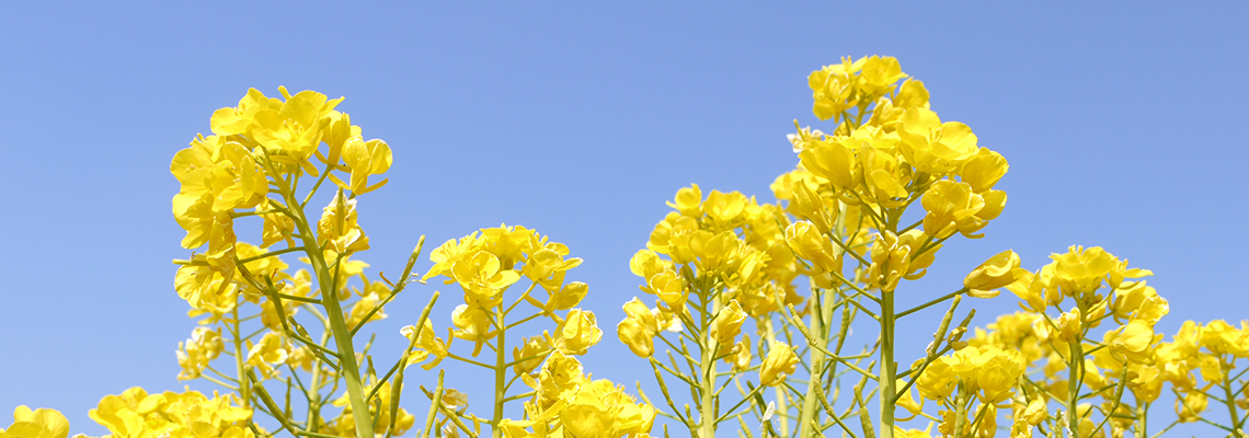 犬の駅 笠岡ワン遊ランド