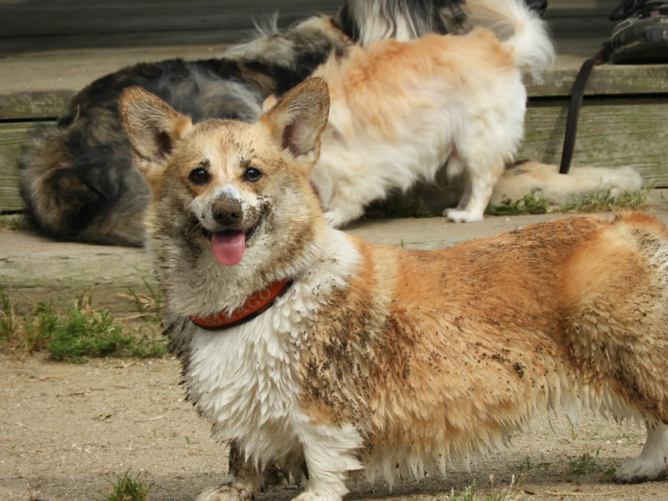 ビッグウッド糸島ウエランカラ