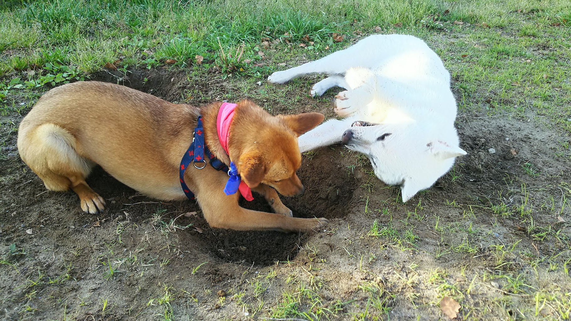 浦安ドッグラン