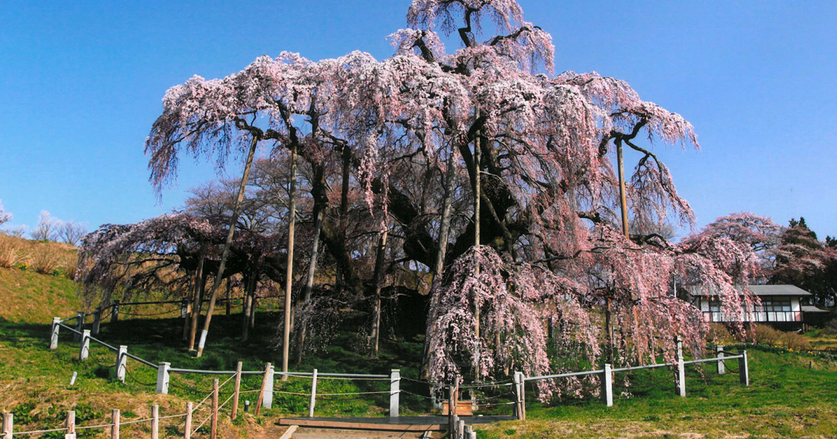 ドッグラン「わんわん広場」
