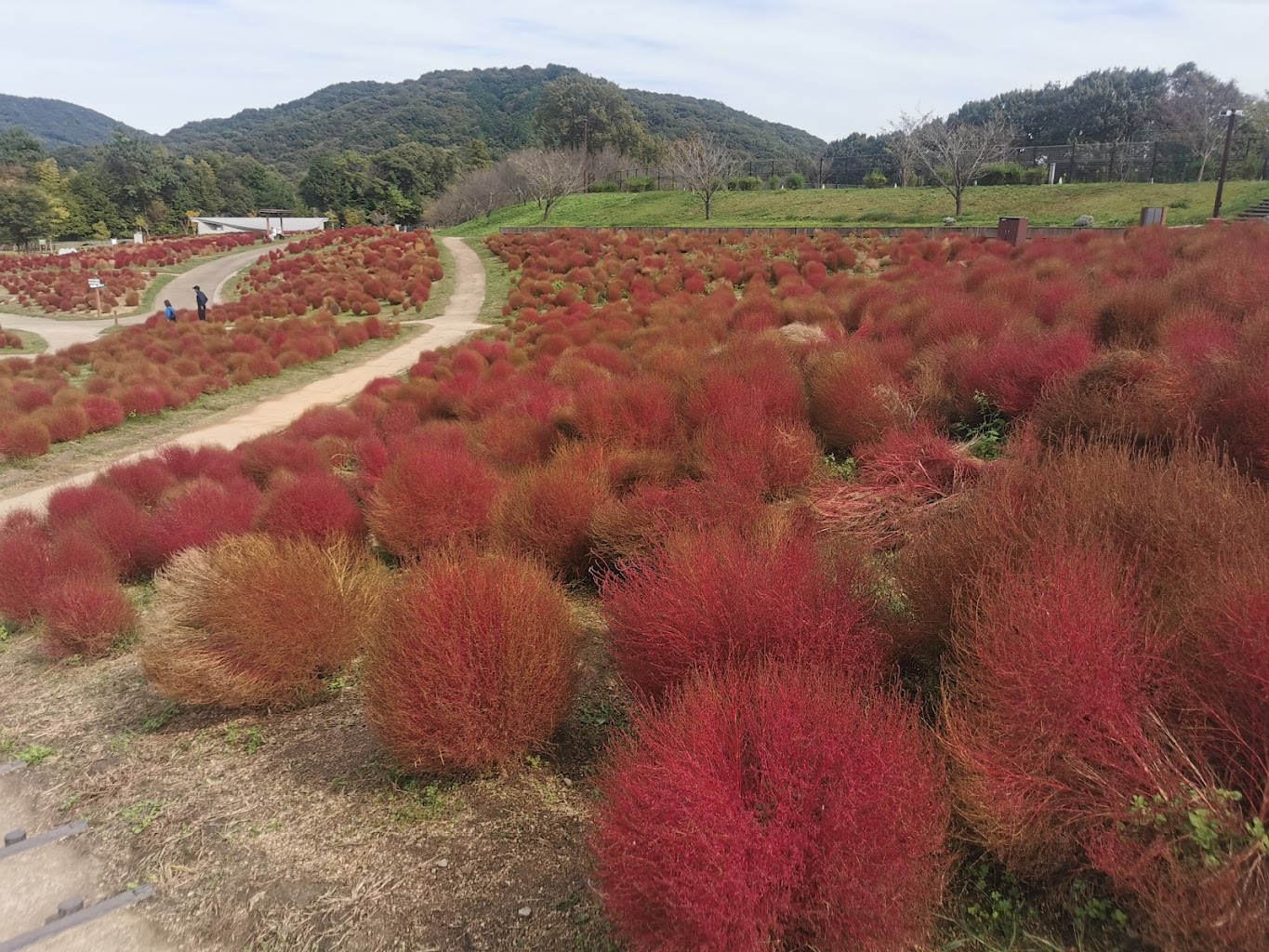 国営讃岐まんのう公園 ドッグラン