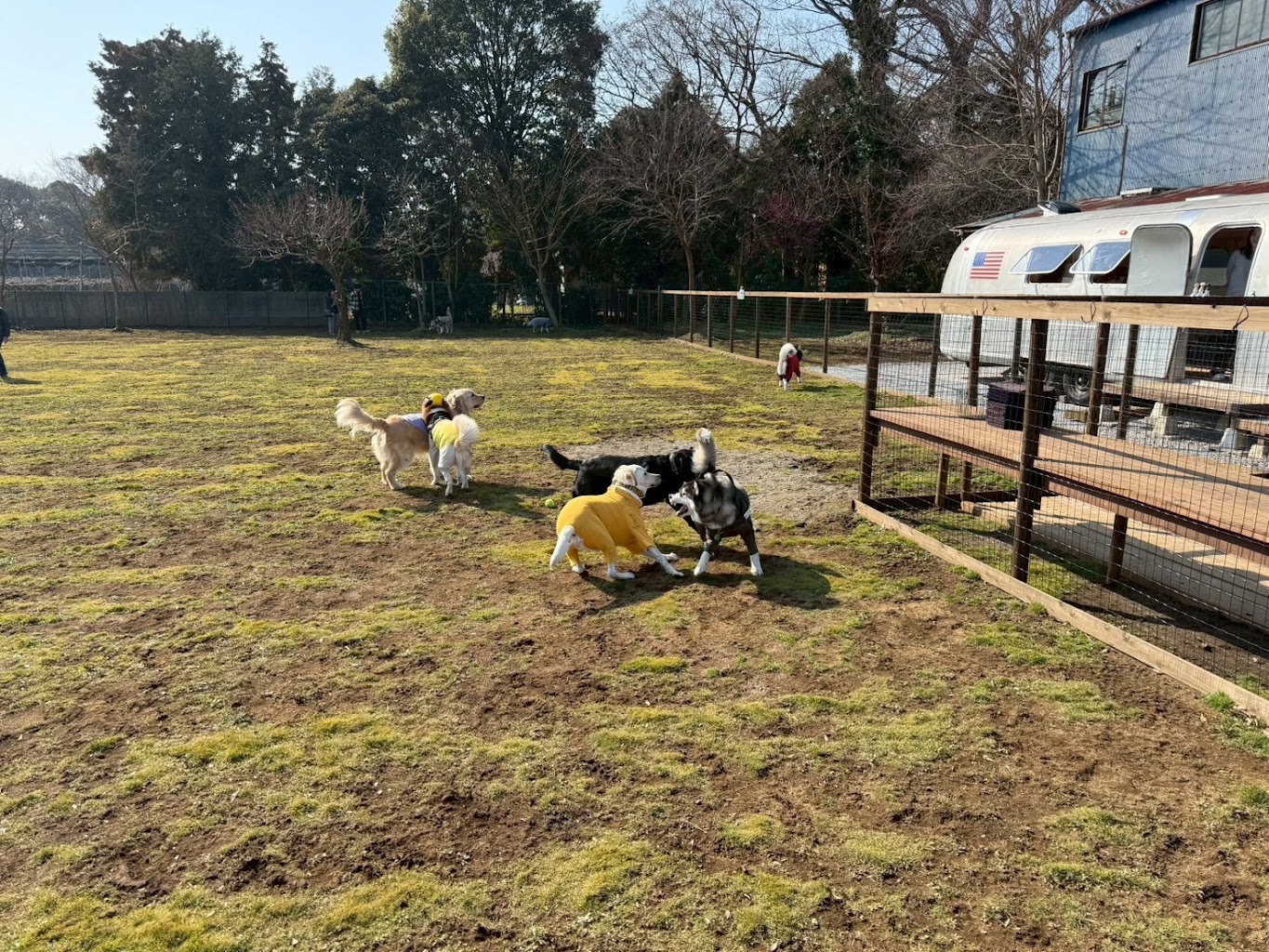 ドッグラン松戸