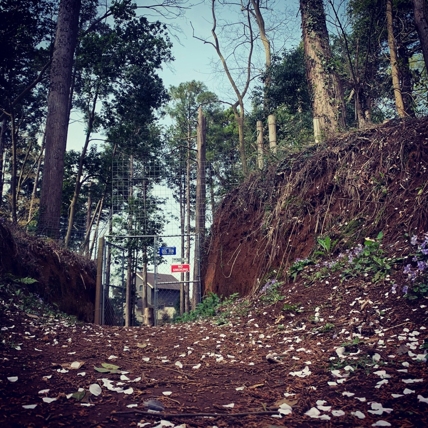 モーリスクラブ