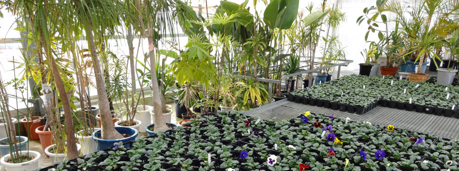 新宝緑地ドッグラン