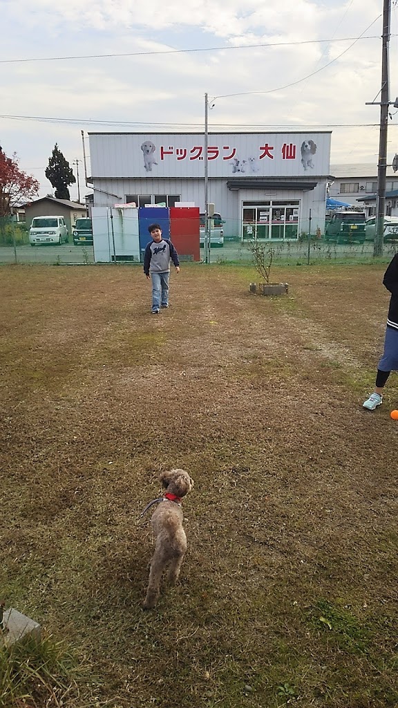 ドッグラン大仙