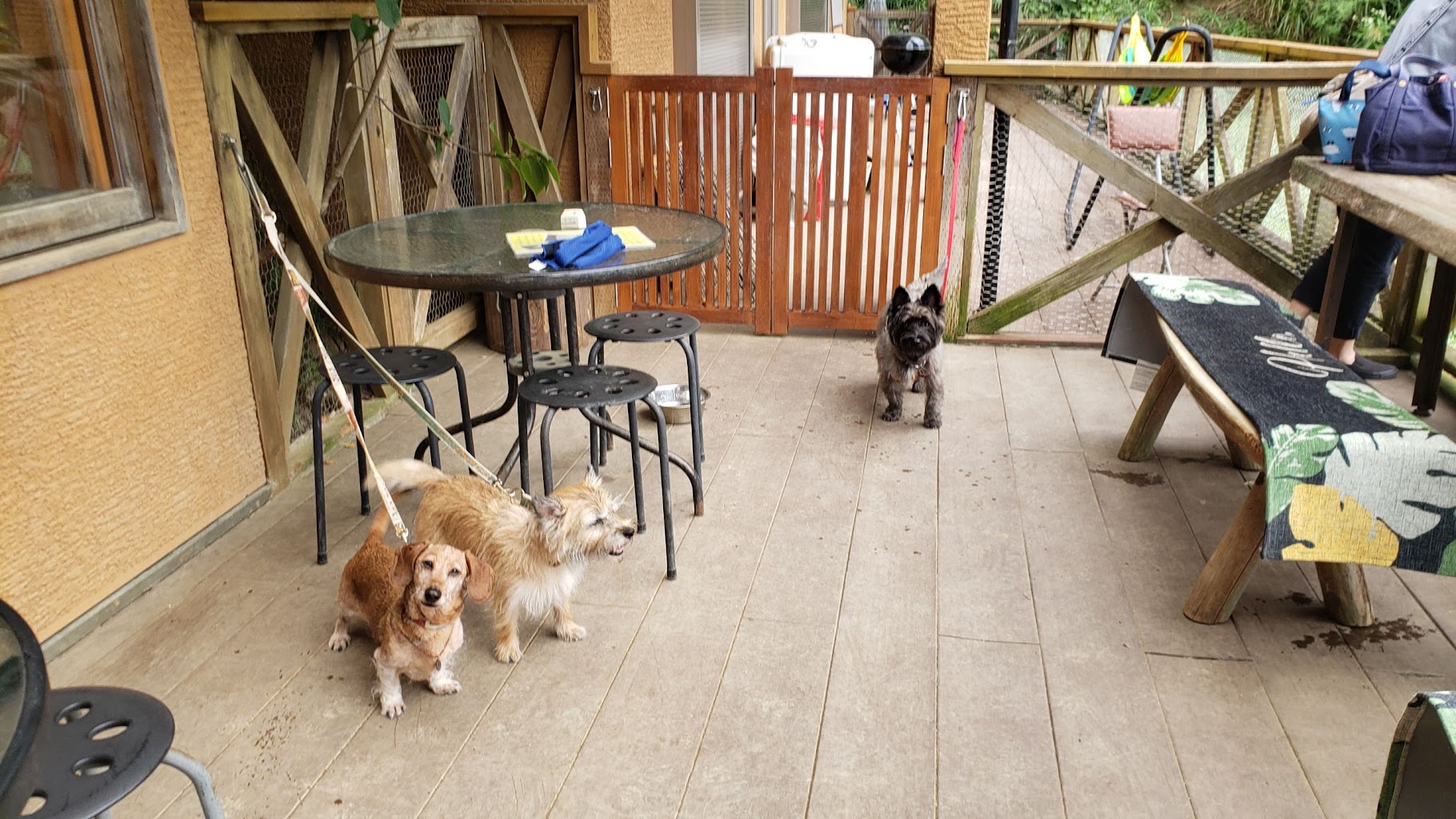 天空のドッグラン＆カフェ 銀木犀