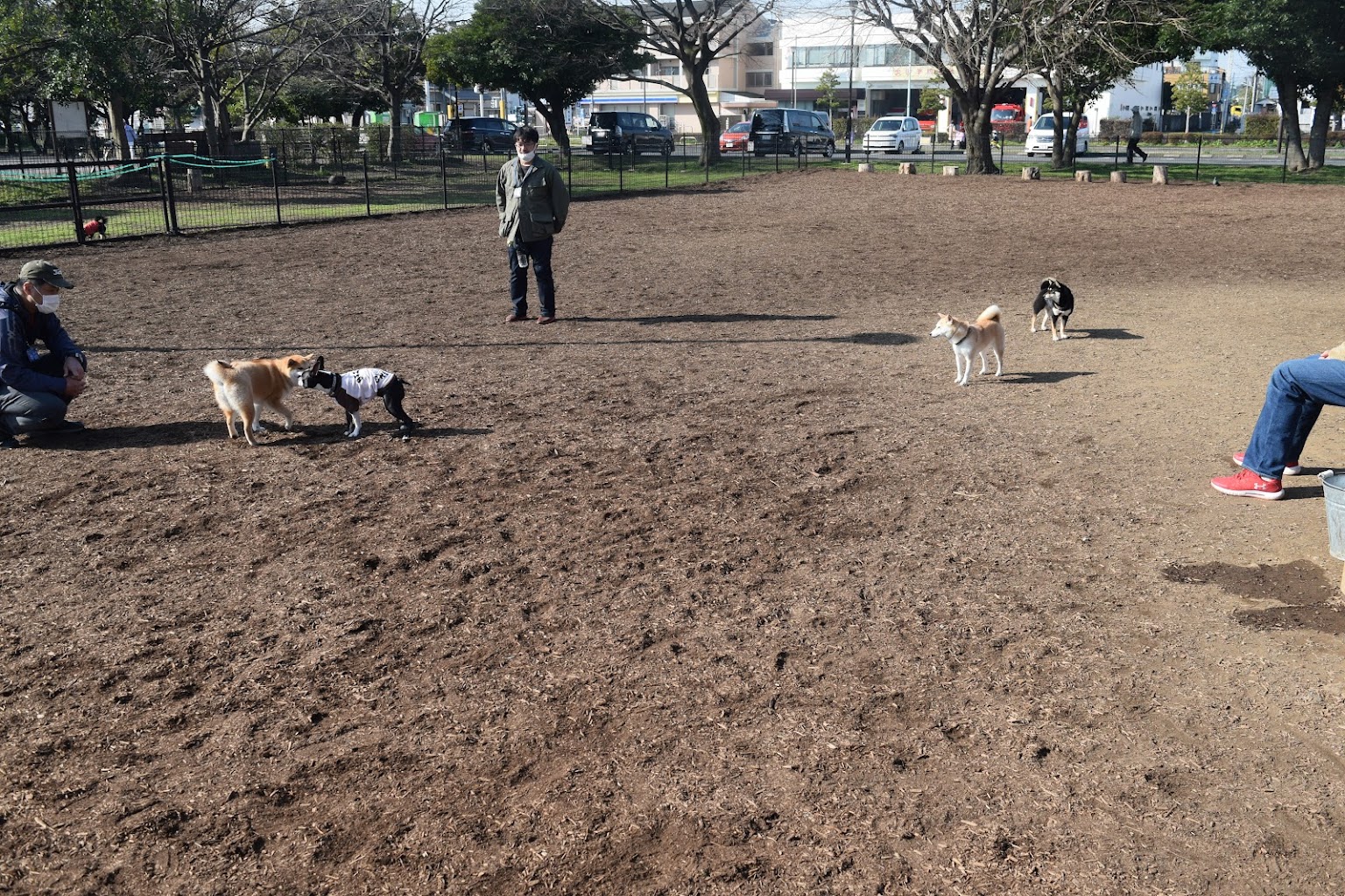 篠崎公園　ドッグラン