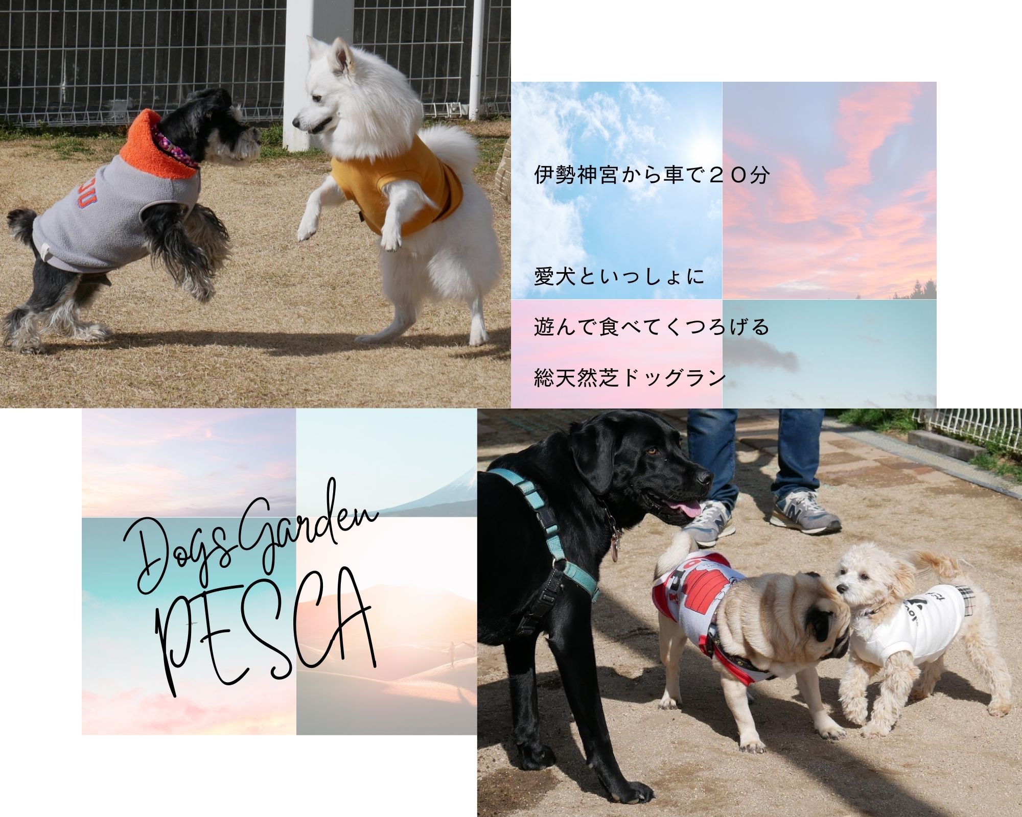 ドッグスガーデン ペスカ