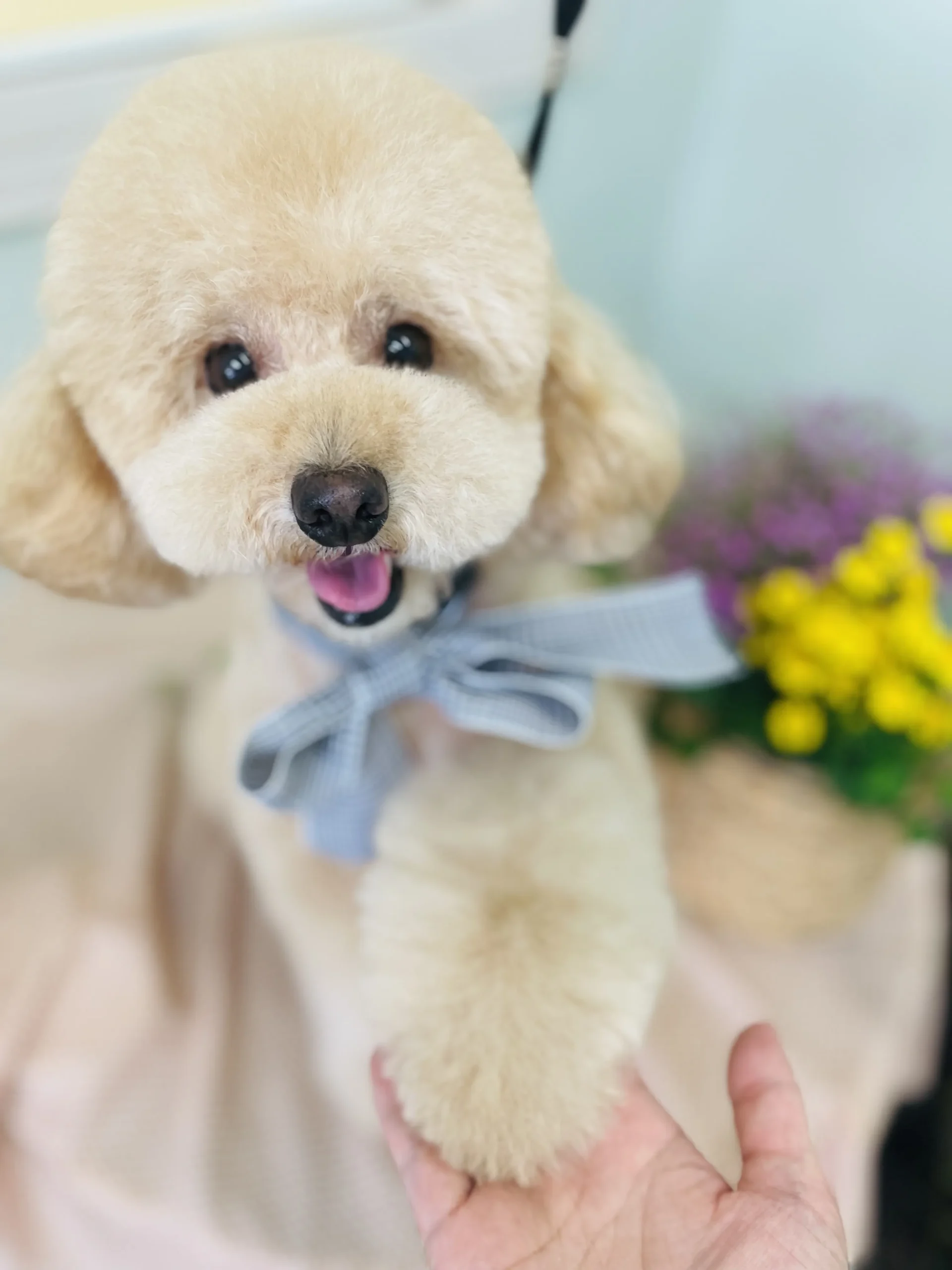 貴志川ペットランド