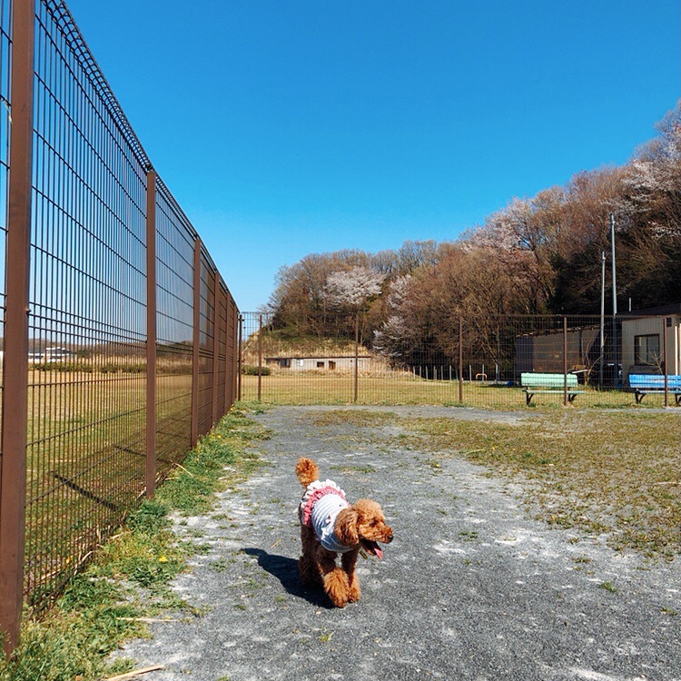 七国公園ドッグラン