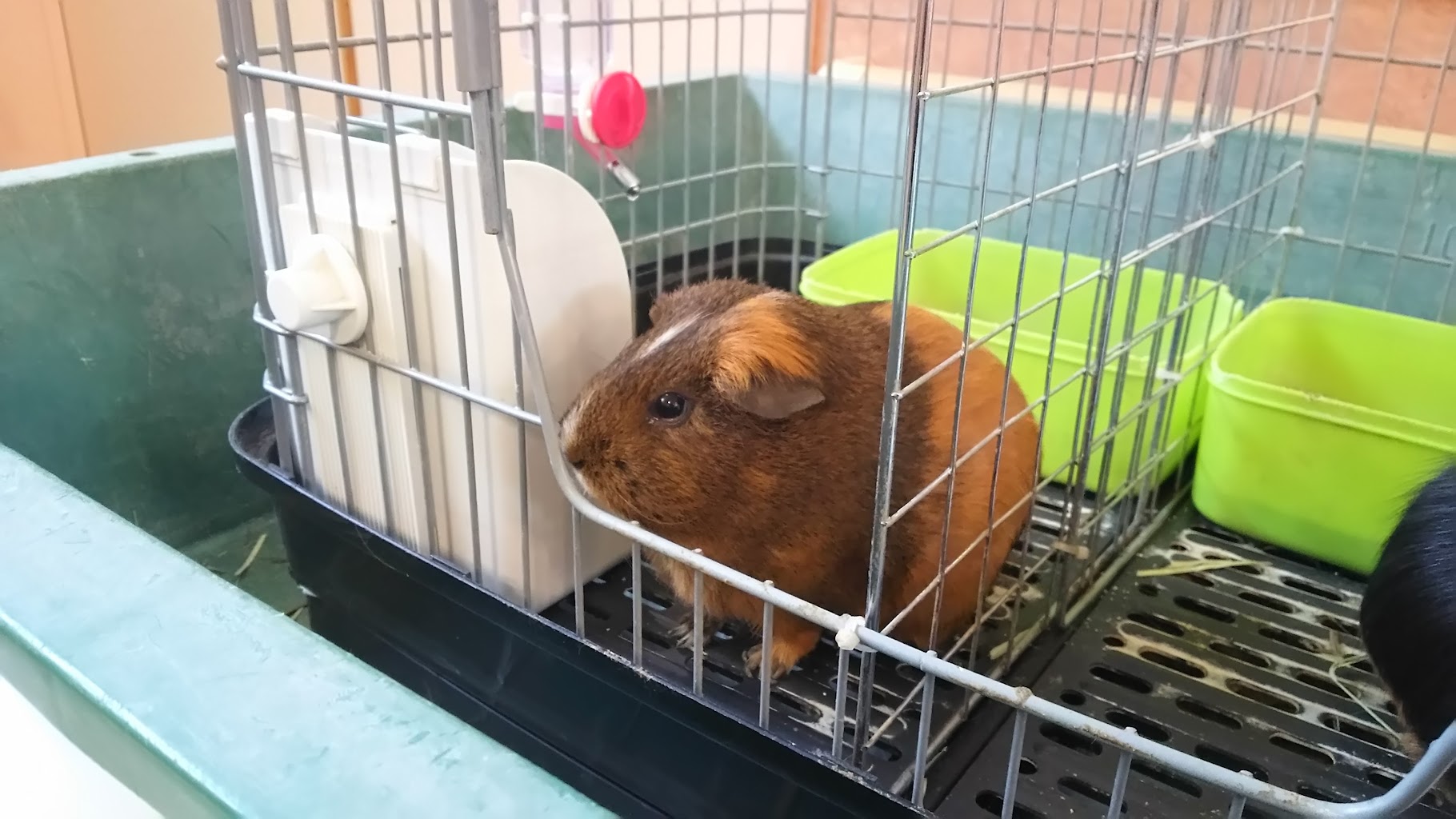 岡山県動物愛護センター