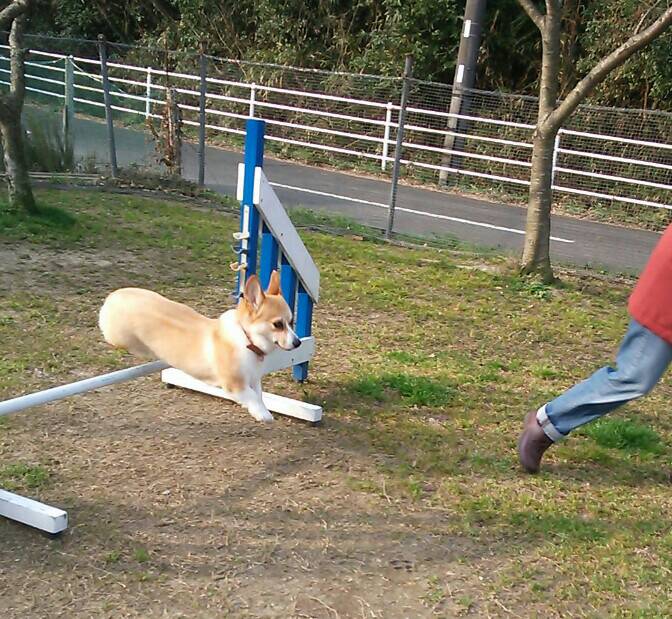 ランランふぃーるど