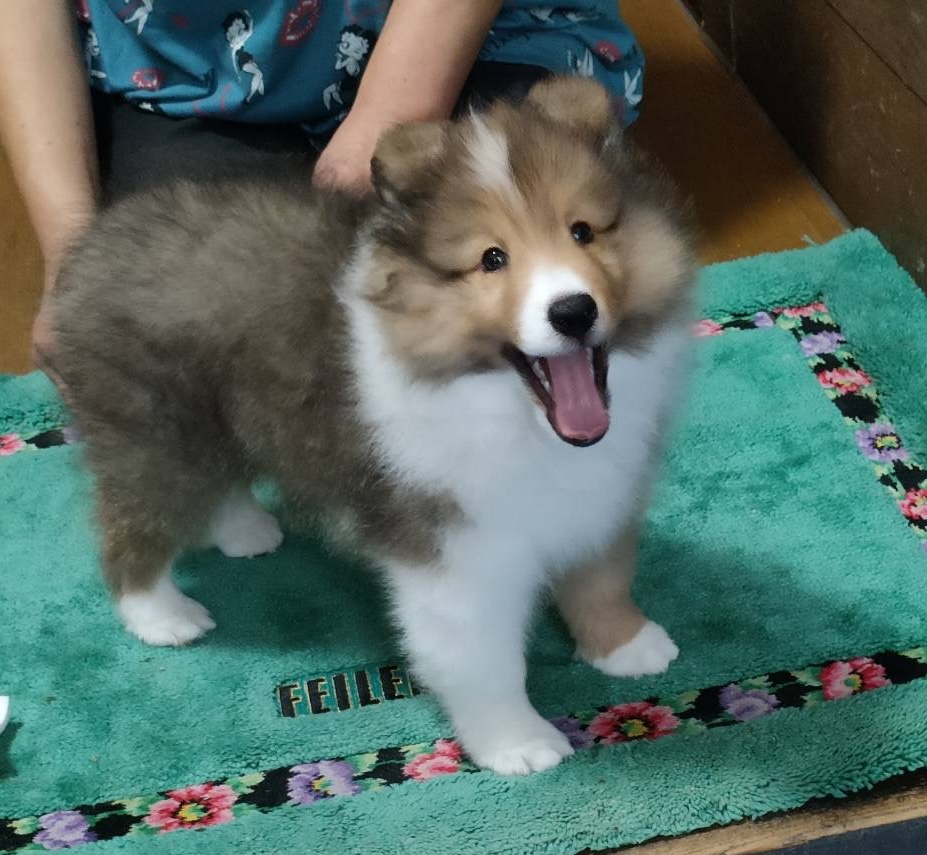 ドッグオアゾアスラン