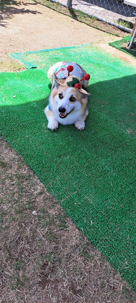 ドッグパーク福光